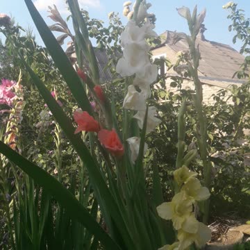 Three different gladioli
