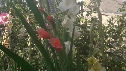 Three different gladioli