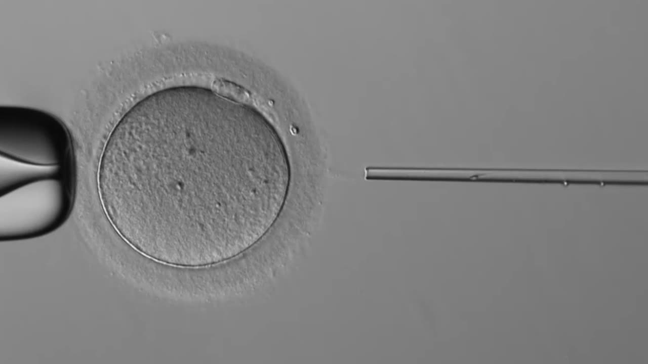 The first babies conceived with a sperm-injecting robot have been born