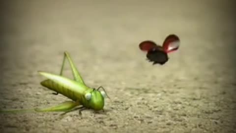 GRASSHOPPER HAVING FUN PART -2 FUNNY VIDEO