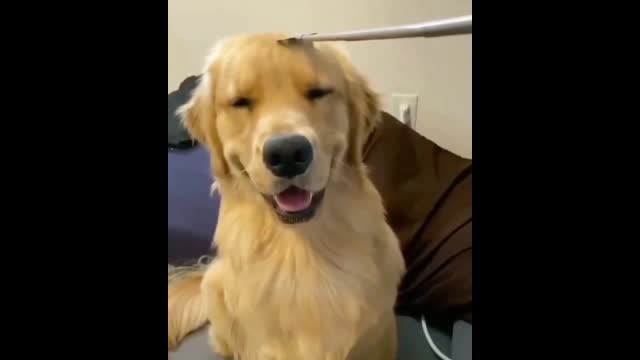 dog falls asleep when its owner scratch its head