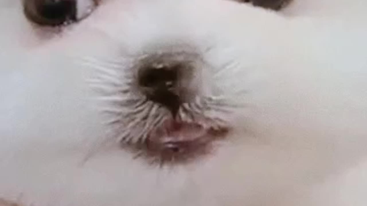 Cute Cat