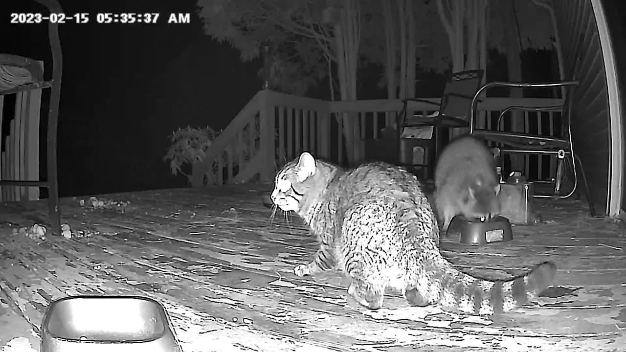 Raccoons Take Part in Cat's Dinner