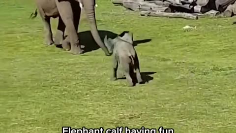 Little Elephant's Tumble: A Heartwarming Moment of Motherly Love