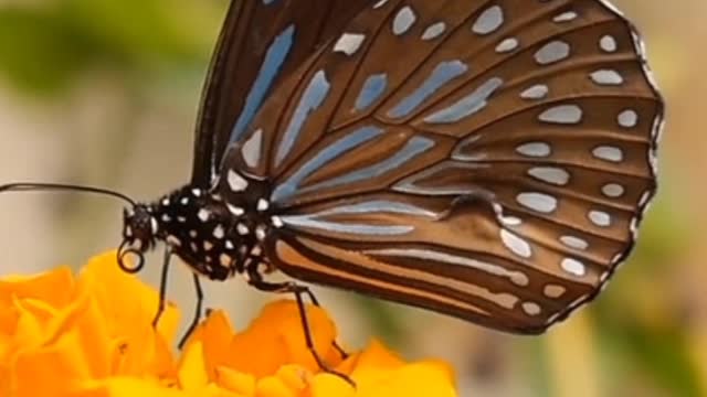 A video depicting a butterfly flying in search of food