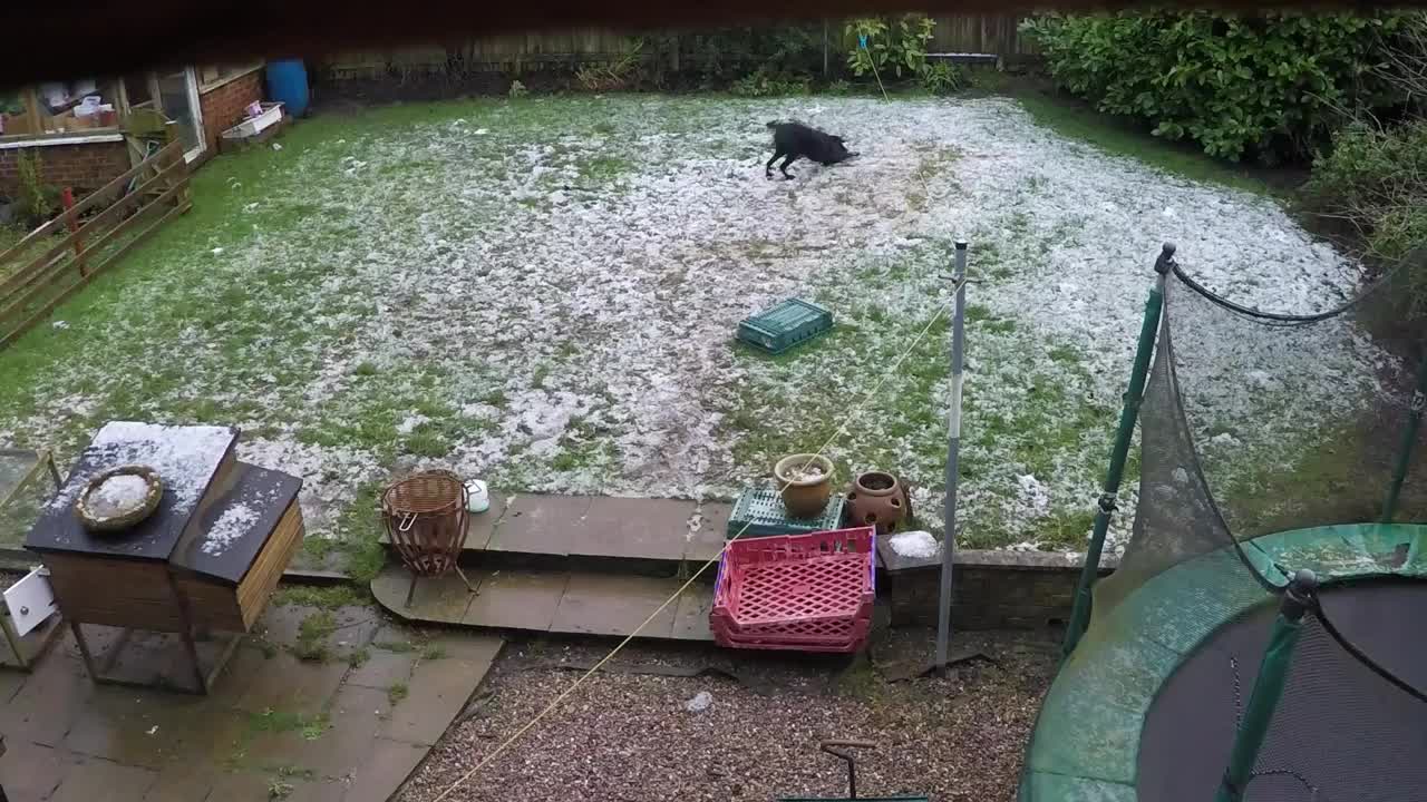 Happy dog makes snow angels in backyard