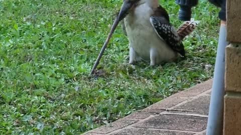 Kookaburra Pulls Out a Very Large Earthworm