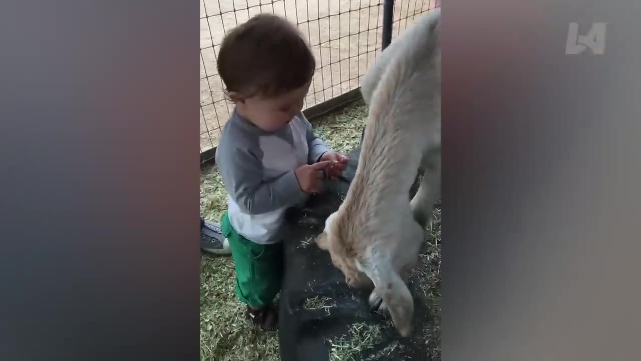 TRY NOT TO LAUGH Funny Videos - Funniest Reaction When Kids Meet Animals