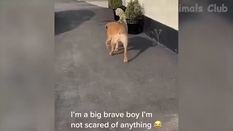 Very funny videos with dogs😂😂😂😂