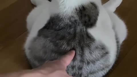 Funny cat