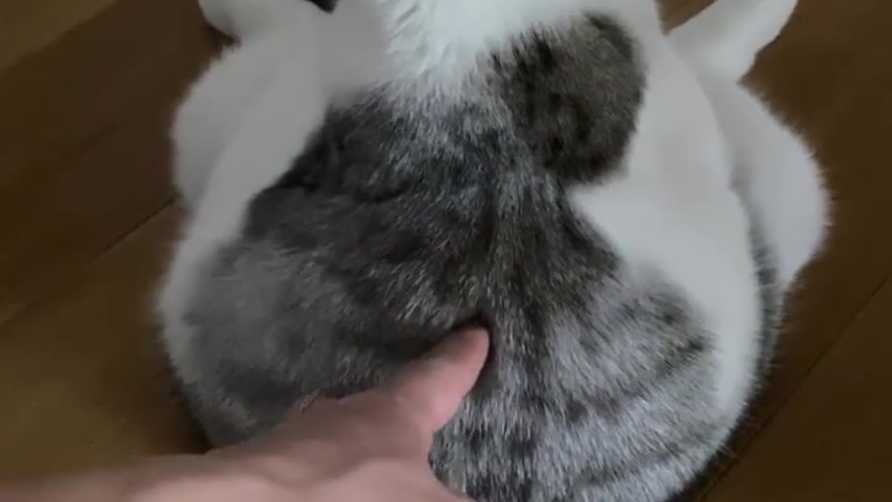 Funny cat