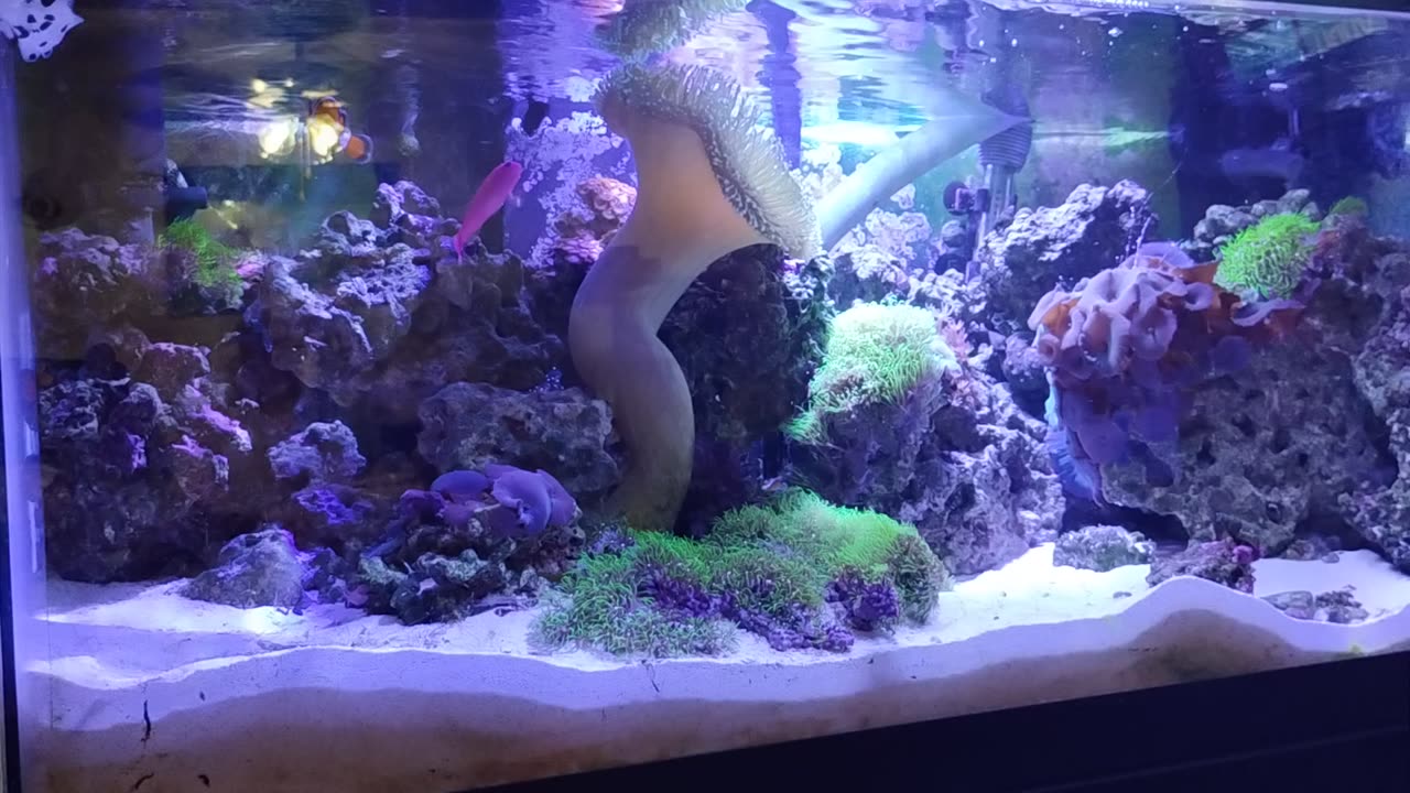 Salt water tank