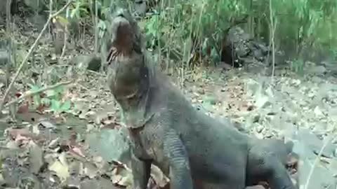 voracidad de un dragon de Komodo,