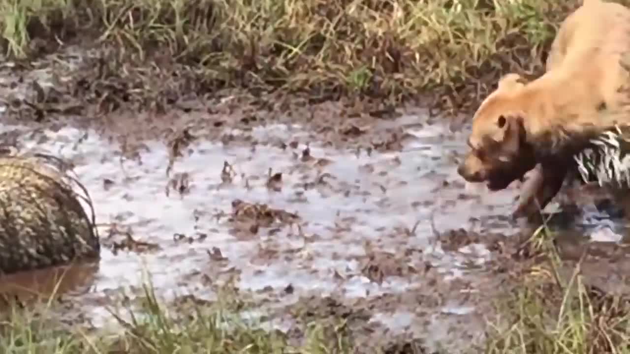 Porcupine Too Aggressive! Defeat Lion, Pitbull, Leopard-Most Amazing Moments Of Midnight Battles-11