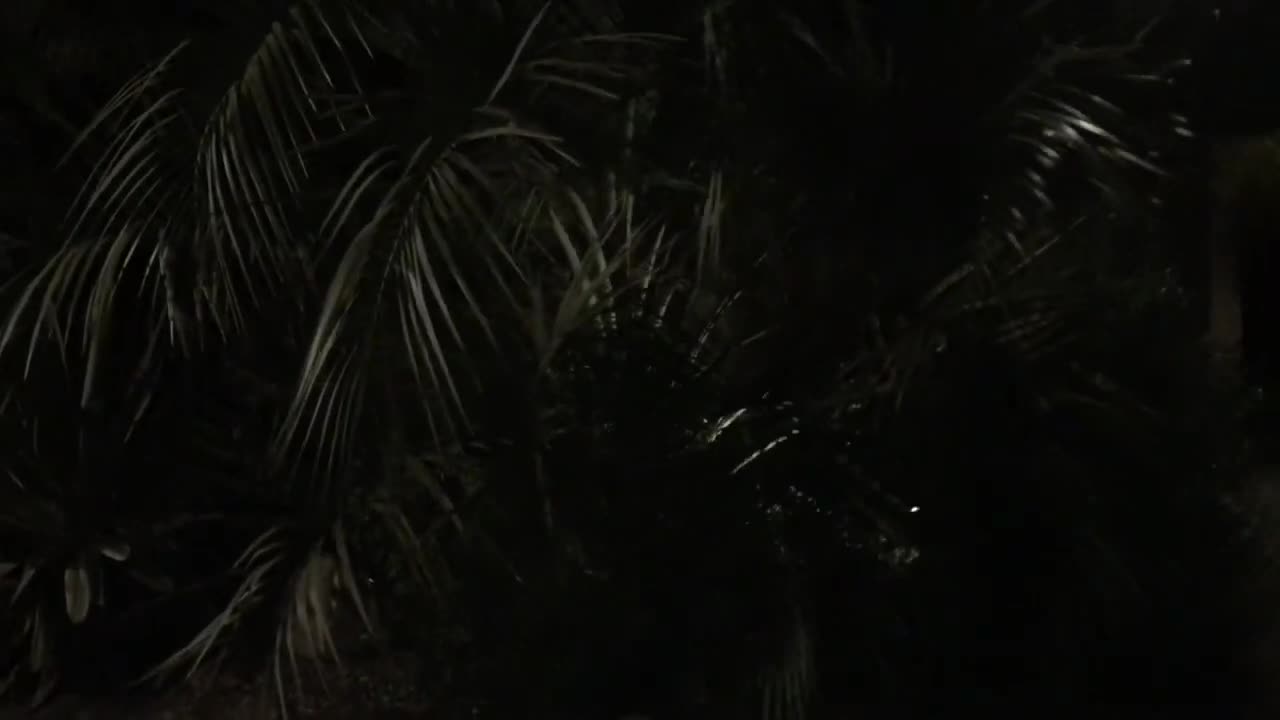 Nighttime palms