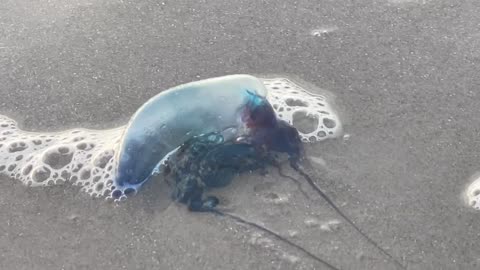 Portuguese Man ‘0 War