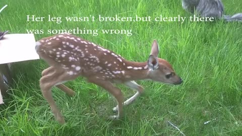 Baby deer rescue and release