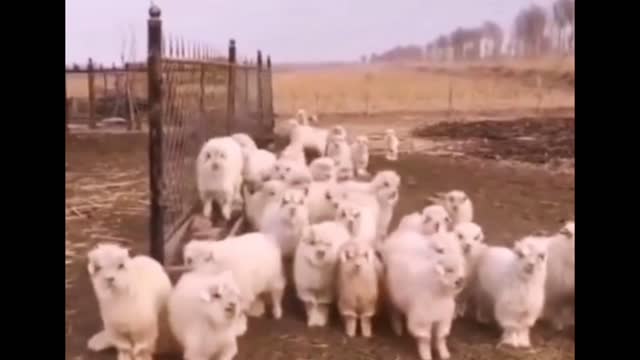 Animal calls