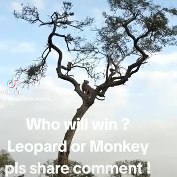 Monkey chase Leopard on tree, the trick