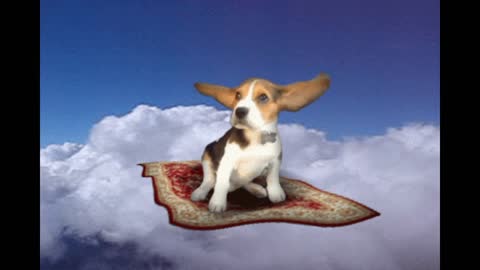 Gif video of dog flying from flying carpet