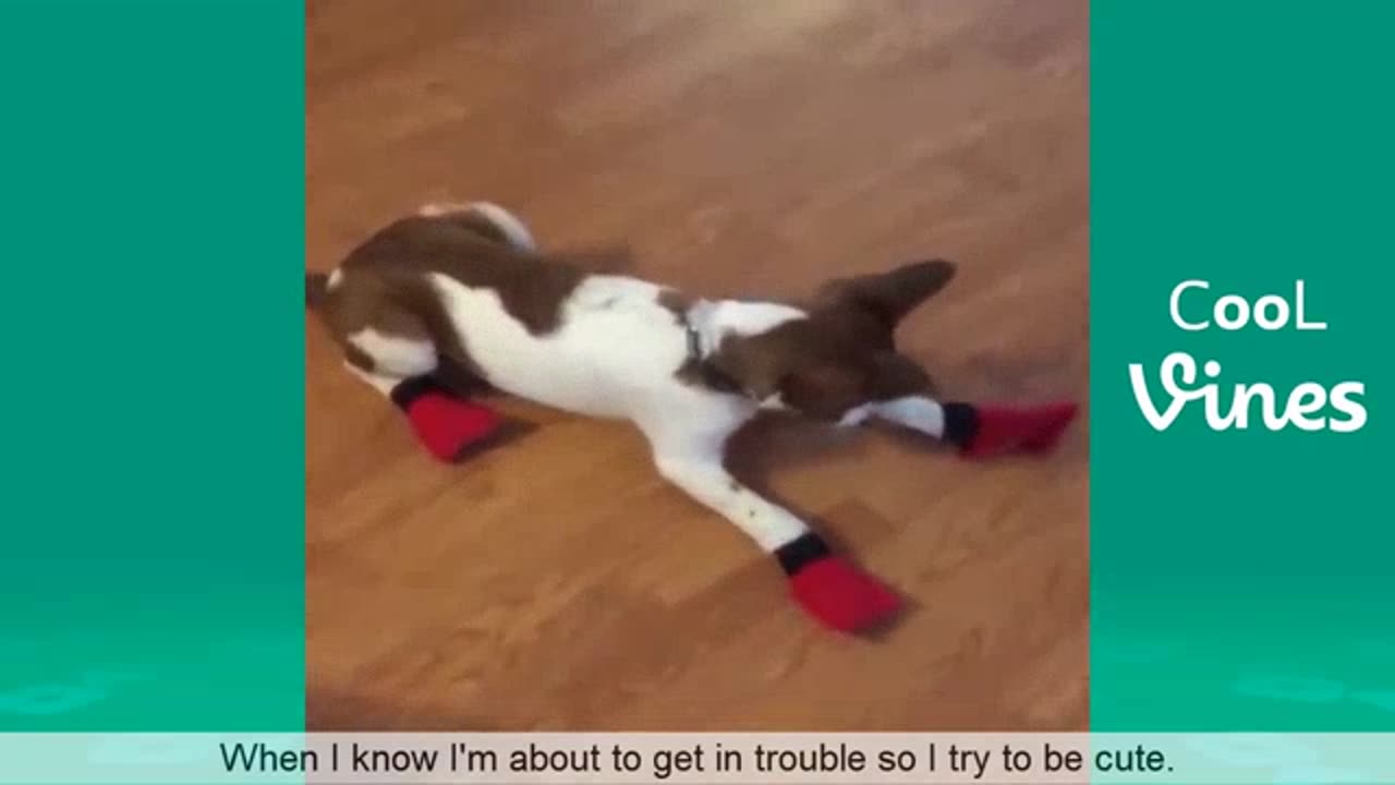 Cat dog funnyvideos 😂😂😂