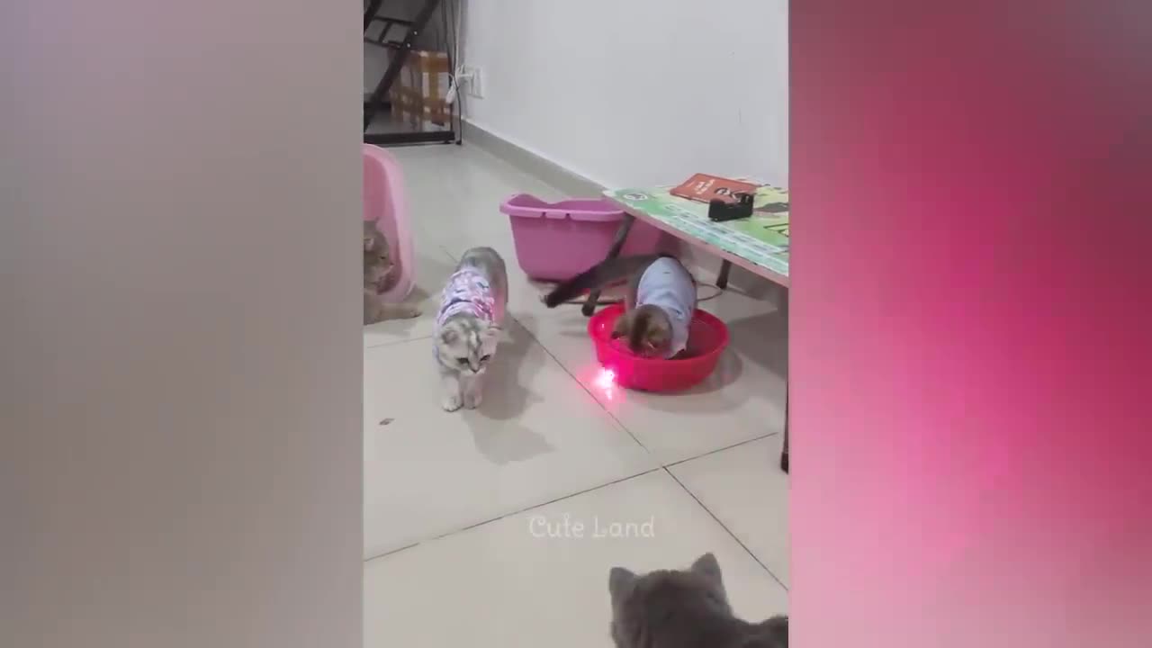 funniest animal in the world