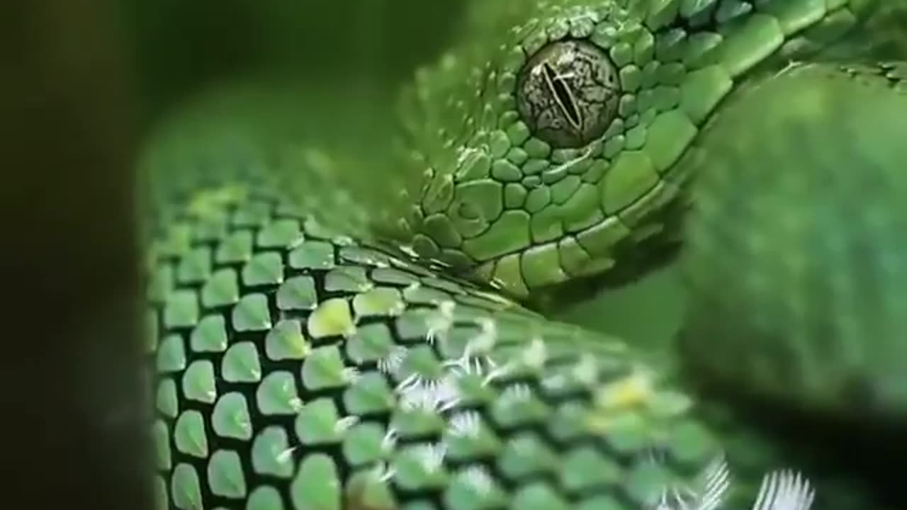 Green snake drinking water