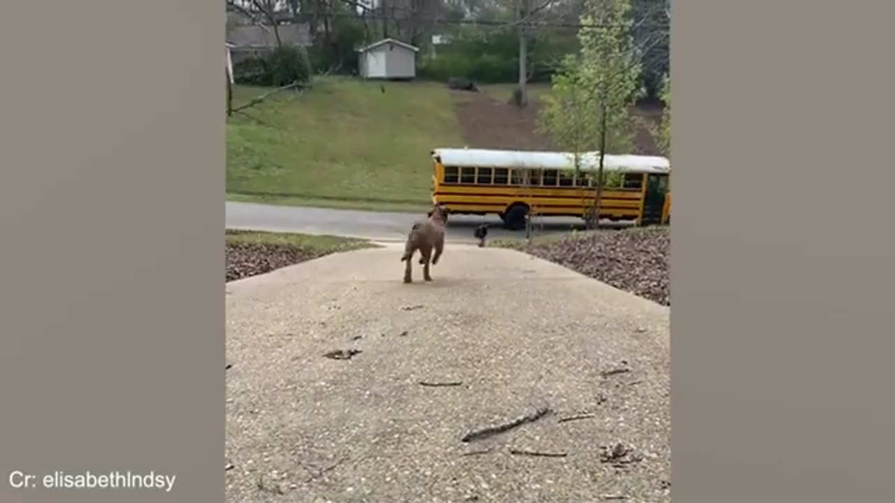 Dogs Eagerly Greet Owners Coming Home From School 🐶 Best ANIMALS Video