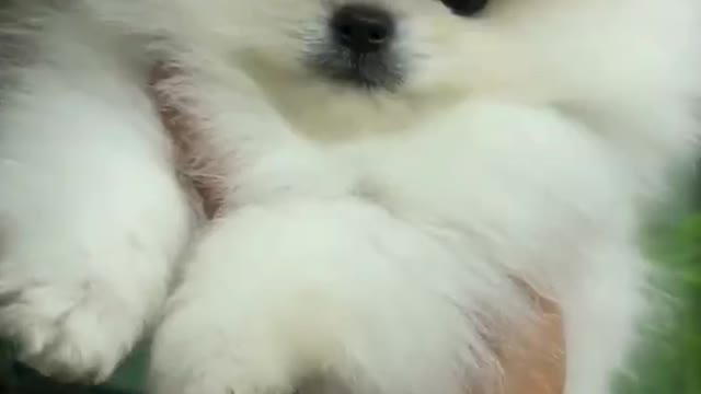 cute little cute