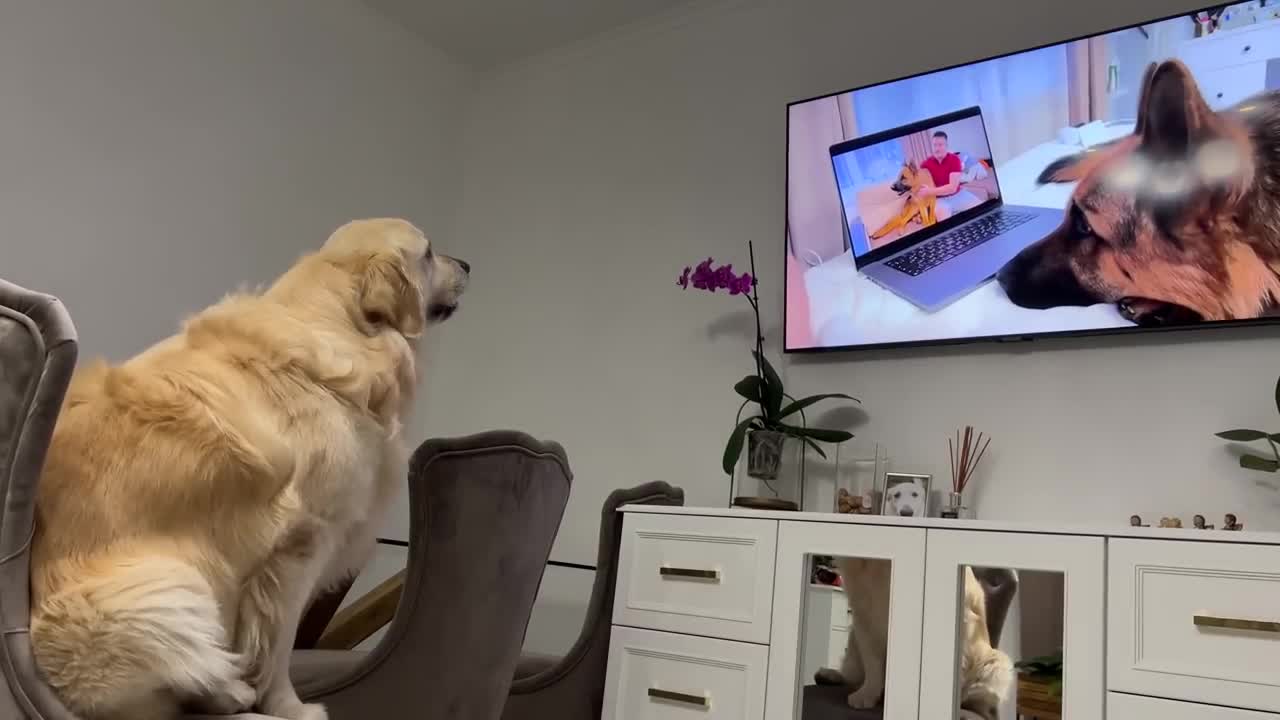 Confused Golden Retriever Recognized the German Shepherd Rocky on TV!