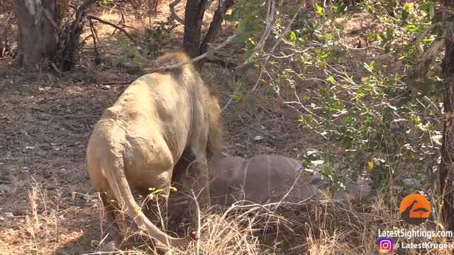 Male Lions owns the road