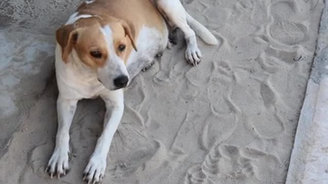 The dog is sleeping in the sand