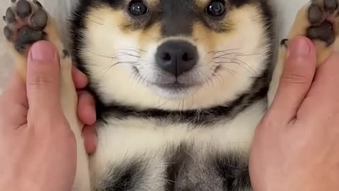 Animal Relaxing Video