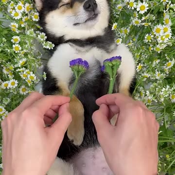 ASMR Dog Grooming