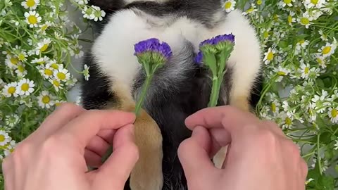 ASMR Dog Grooming