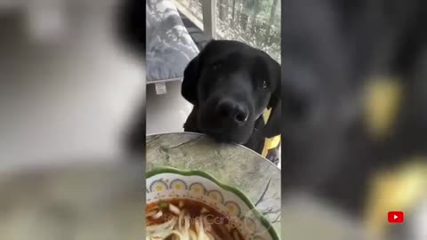 Funniest Cats And Dogs Videos 😂🤣- Best Funny Animal Videos 2023 🤪