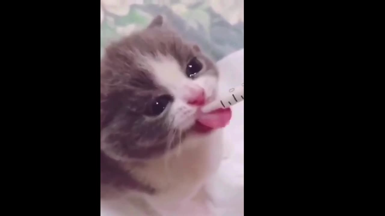 Funny Cat life videos 12, Funny Videos 😹