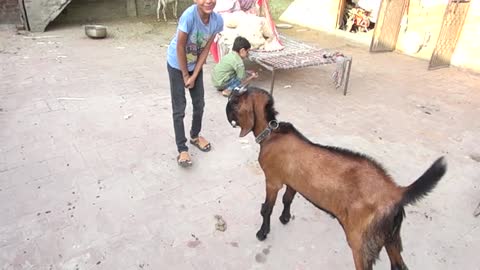 Goat playing with the boy