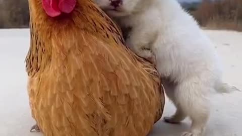 A hen and a cute puppy