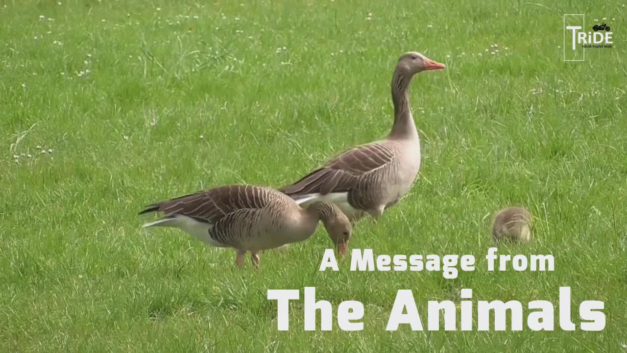 A Message From The Animals | TRiDE Mobility