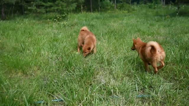 Karelian-Finnish Laika puppies