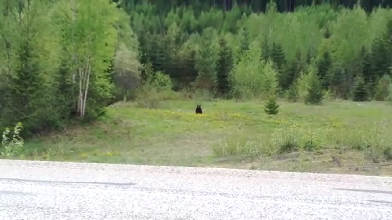 Huge black bear #2 On X Canada bike trip