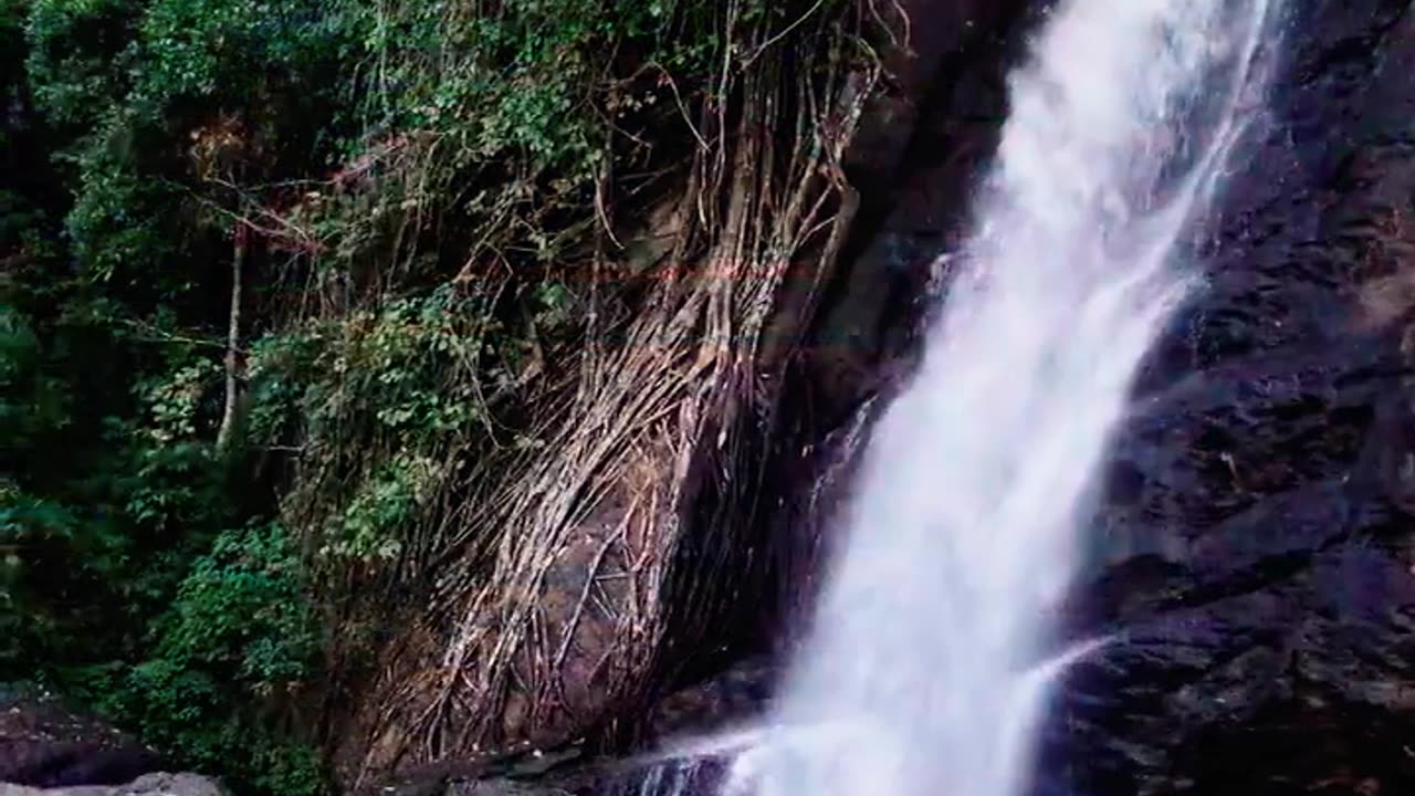 Nadukani Estate: Nature's Canvas in Wayanad, Kerala 🌿🏞️ | Short Escape