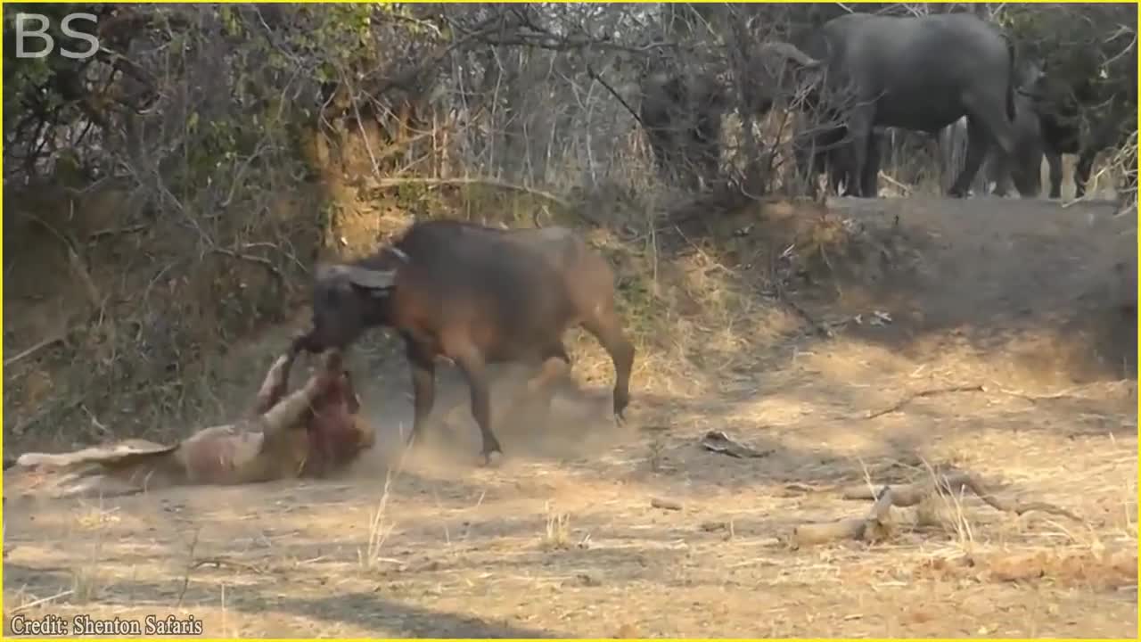 The Greatest Fights In The Animal Kingdom | Lion VS Buffalo