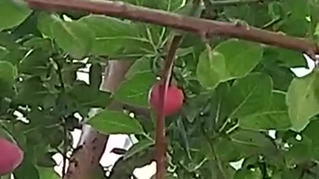 Beautiful plum tree