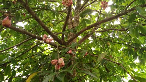 Pricalima Malay Apple