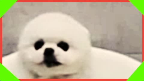 Funny animals video