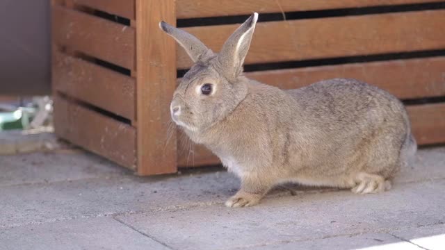 Look at the splendor and beauty of the chinchilla bunny, ooooooooooooooore