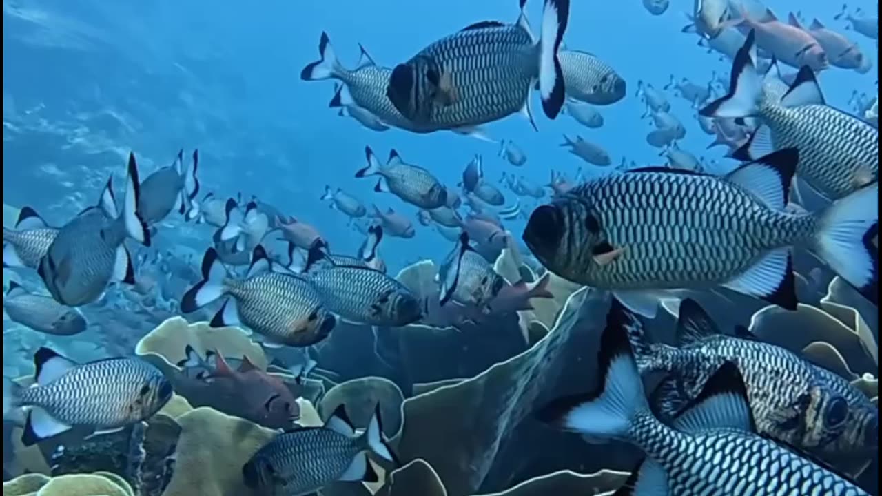 Colorful Fishes Swimming in Crystal Clear Water | Underwater Wonders