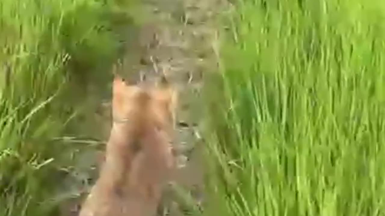 Cat and baby hen